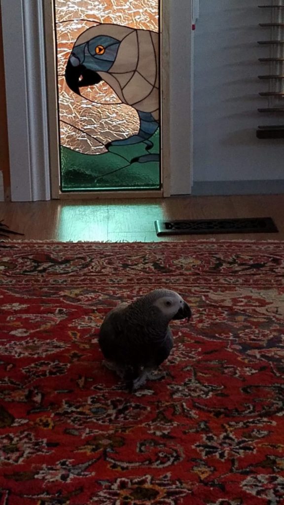 Dog and Bird Pets Made Into Stained Glass Window