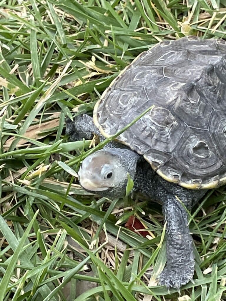 A stained glass panel depicting a small turtle with a textured gray and black shell, a pale gray head, and dark eyes, resting amidst varying shades of green grass-like glass blades.