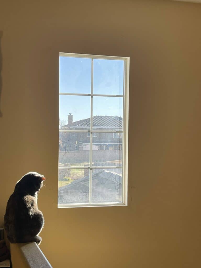 A dark cat sits in profile, silhouetted by sunlight, looking out a multi-pane rectangular window at a sunny outdoor scene with rooftops and a chimney.